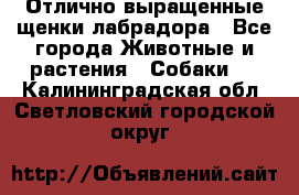 Отлично выращенные щенки лабрадора - Все города Животные и растения » Собаки   . Калининградская обл.,Светловский городской округ 